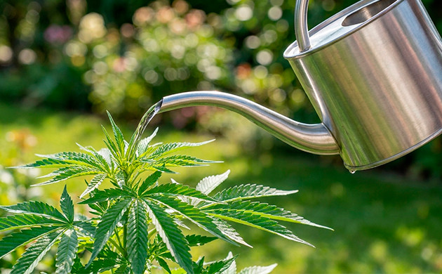 symptoms of overwatering cannabis