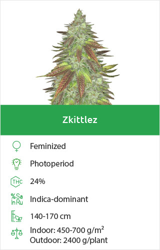 Zkittlez free seeds