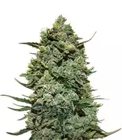 Buy Cookies Kush feminized seeds by Barney's Farm Cookies Kush (Barney's Farm)