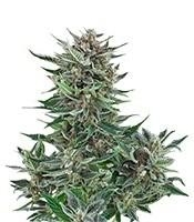 Buy Easy Bud Auto feminized seeds by Royal Queen Seeds Easy Bud Auto (RQS)