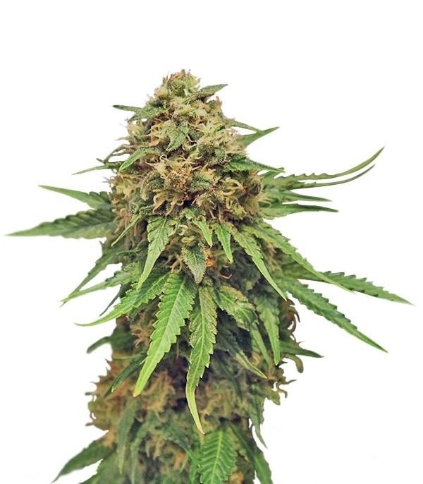 Critical strain Critical