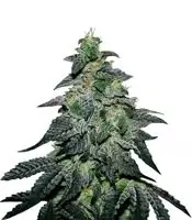 Golosa feminized seeds for sale Golosa (Delicious Seeds)
