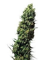 The Ultimate (Dutch Passion)