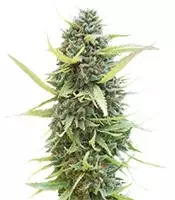 Buy Colombian Gold feminized seeds by World of Seeds Organization Colombian Gold (World of Seeds)
