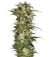 Lemon Juice Express Auto (Humboldt Seeds Organization)