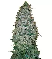 Venta de California Dream (Mandala Seeds) | Semillas de marihuana feminizadas California Dream (Mandala Seeds)