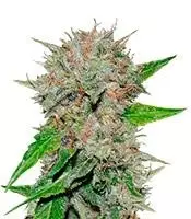 Deep Mandarine fem: seeds for sale, strain information and customer reviews Deep Mandarine CBD (Delicious Seeds)