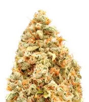 Monster Profit fem: sementes para venda, informações de cepas e avaliações de clientes Monster Profit (Heavyweight Seeds)