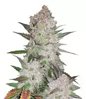 Auto Cream Cookies auto fem: seeds for sale, strain information and customer reviews Cream Cookies Auto (Fast Buds)