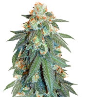 Auto Orange Bud (Dutch Passion)