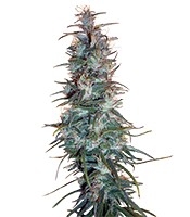 Dr. Grinspoon (Barney's Farm)