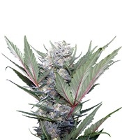 Sweet Skunk F1 Fast Version (Sweet Seeds)