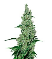 Y Griega (Medical Seeds)