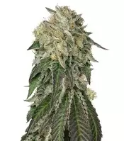 Acquista semi femminizzati Amherst Sour Diesel di Humboldt Seed Organization Amherst Sour Diesel (Humboldt Seeds)