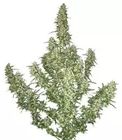 Venta de Buddha Magnum Auto (Buddha Seeds) | Semillas de marihuana feminizadas Buddha Magnum Auto (Buddha Seeds)