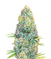 Buy Amnesia Haze feminized seeds by Victory Seeds Amnesia Haze (Victory Seeds)