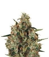 Medical Mass CBD (Royal Queen Seeds)