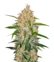 Buy Z Auto feminized seeds by Fast Buds Z Auto (Fast Buds)