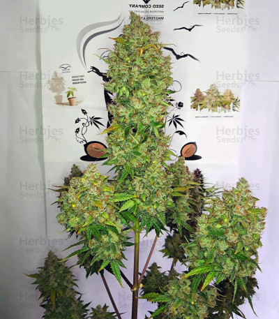 lemon✴︎ Auto-Lemon-Zkittle-cannabis-