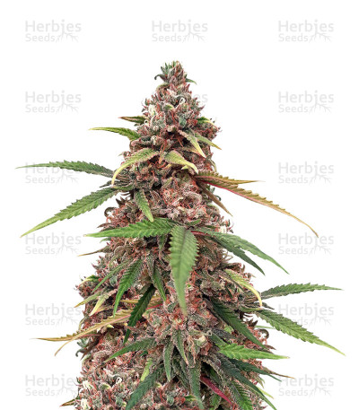 Cannalope Haze
