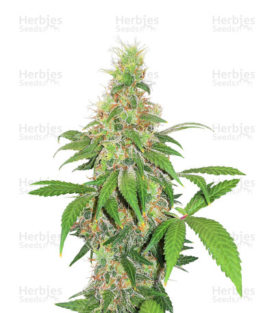Early Bird Skunk