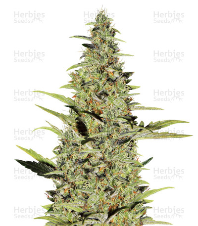 Hawaiian Snow x Amnesia x Dosidos — Green House Seeds