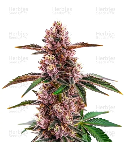 Gorilla Sherbet — World Wide Cultivars