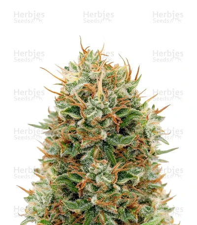 Kaia Kush — Green House Seeds