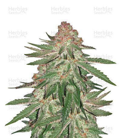 Big Bud XXL — Ministry of Cannabis