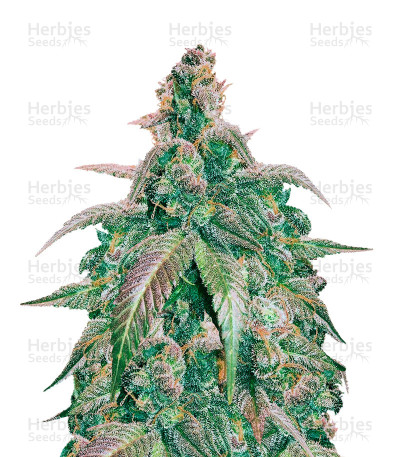 Kali China Breeders Pack — Ace Seeds