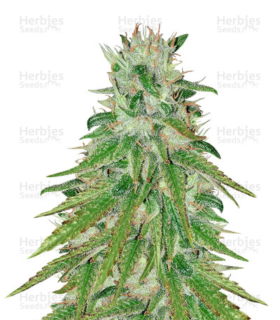 Michoacan Cream