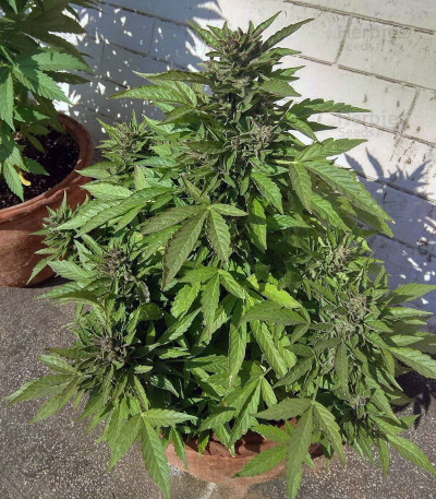 Buy Big Bud Autoflower feminized seeds by Seed Stockers - Herbies