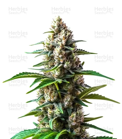 Extraction RS11 — World Wide Cultivars