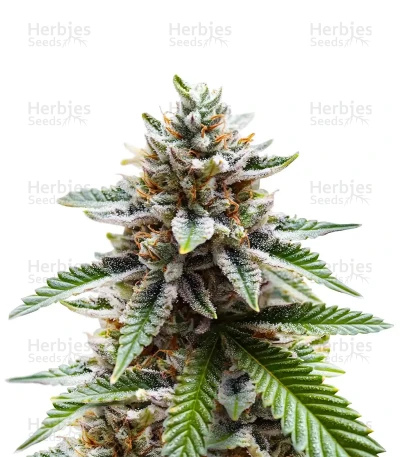 Orange Bud 2.0 — Dutch Passion