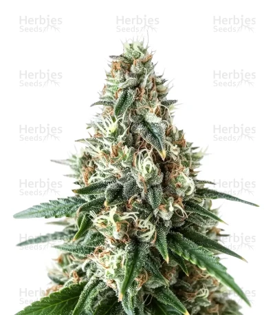 Respect 4 Gorilla — Expert Seeds
