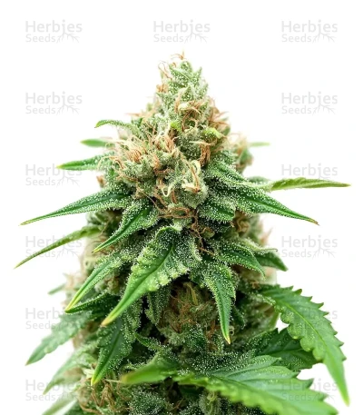 Snoop Dogg OG — Growers Choice