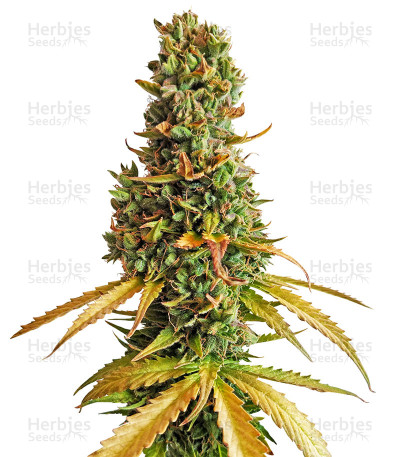 AK-48-Auto-socvetiya.