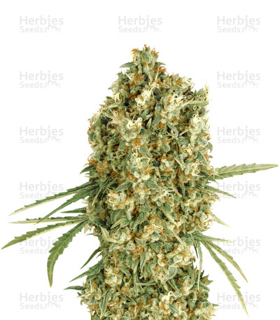 Auto Jack Herer — Advanced Seeds