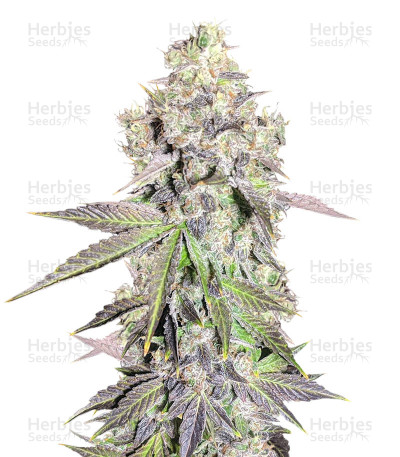 Gorilla Purple Auto