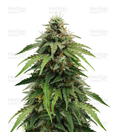 Cheese Autoflowering CBD — Dinafem Seeds