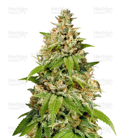 Durban — Sensi Seeds
