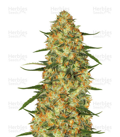 Five-O — Blackskull Seeds