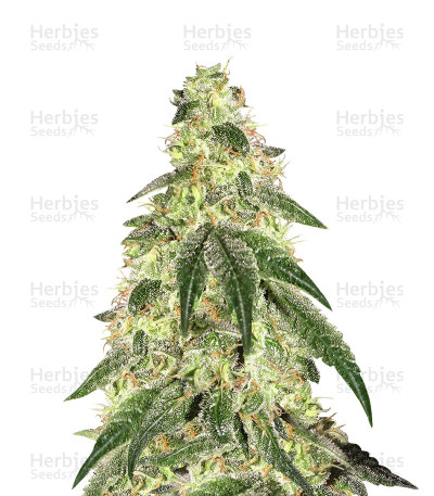 GG#4 Original Glue