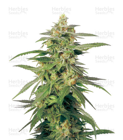 Hollands Hope — White Label Seed Company