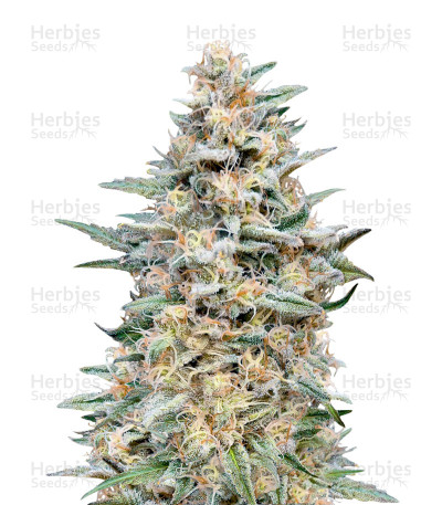 Somango Widow