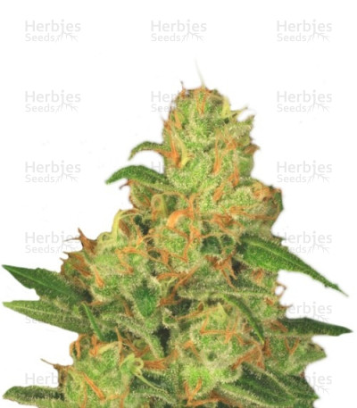 Auto Acid — Paradise Seeds