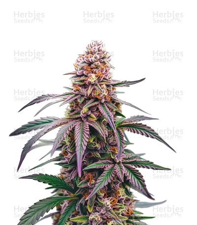 Mamba Negra CBD