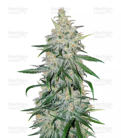 Double Black — G13 Labs