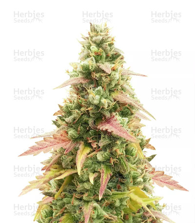 GG#4 Original Glue Auto — Fast Buds