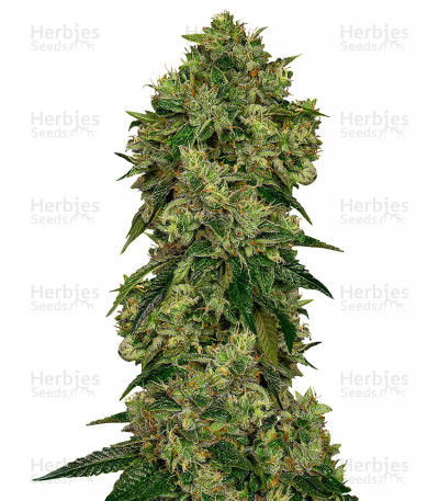Glookies — Barney's Farm